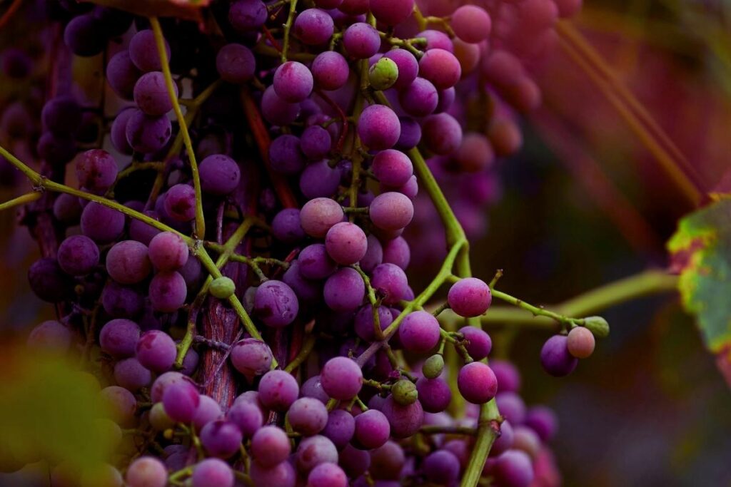 Ciemnofioletowe winogrona to doskonałe źródło flawanoidów