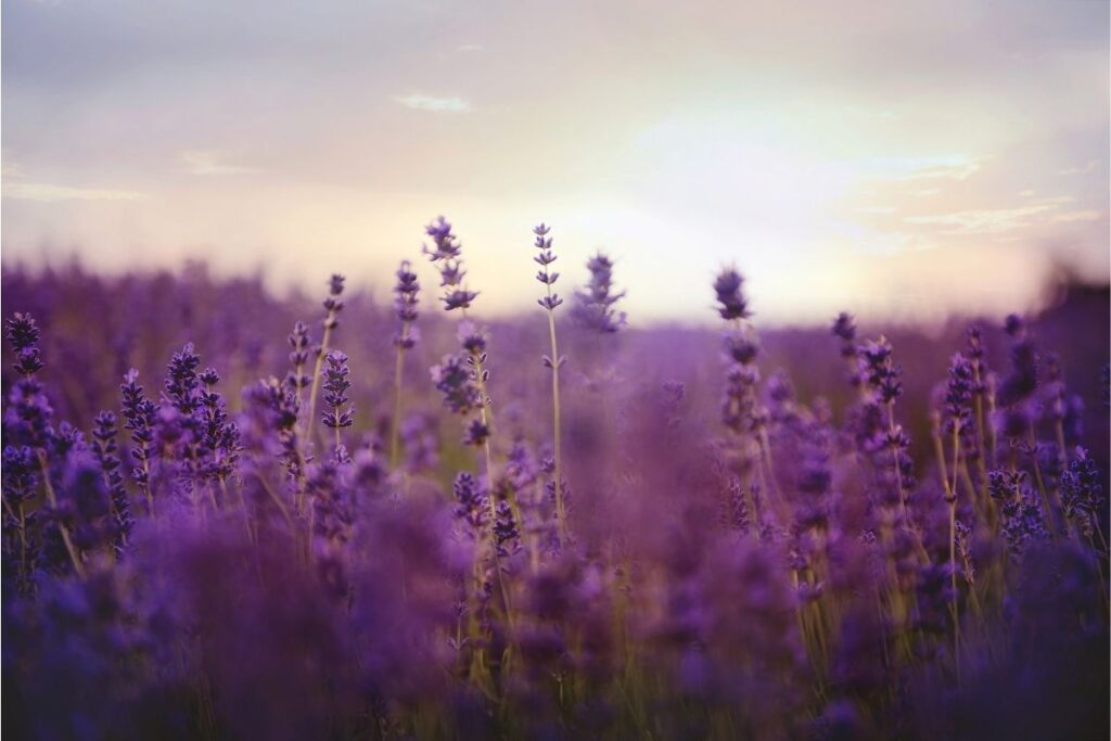 Lawenda pomaga w zasypianiu