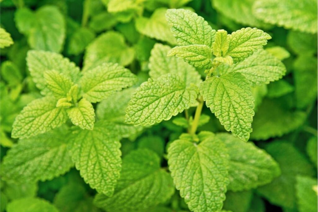 Melisa lekarska to popularne zioło na sen