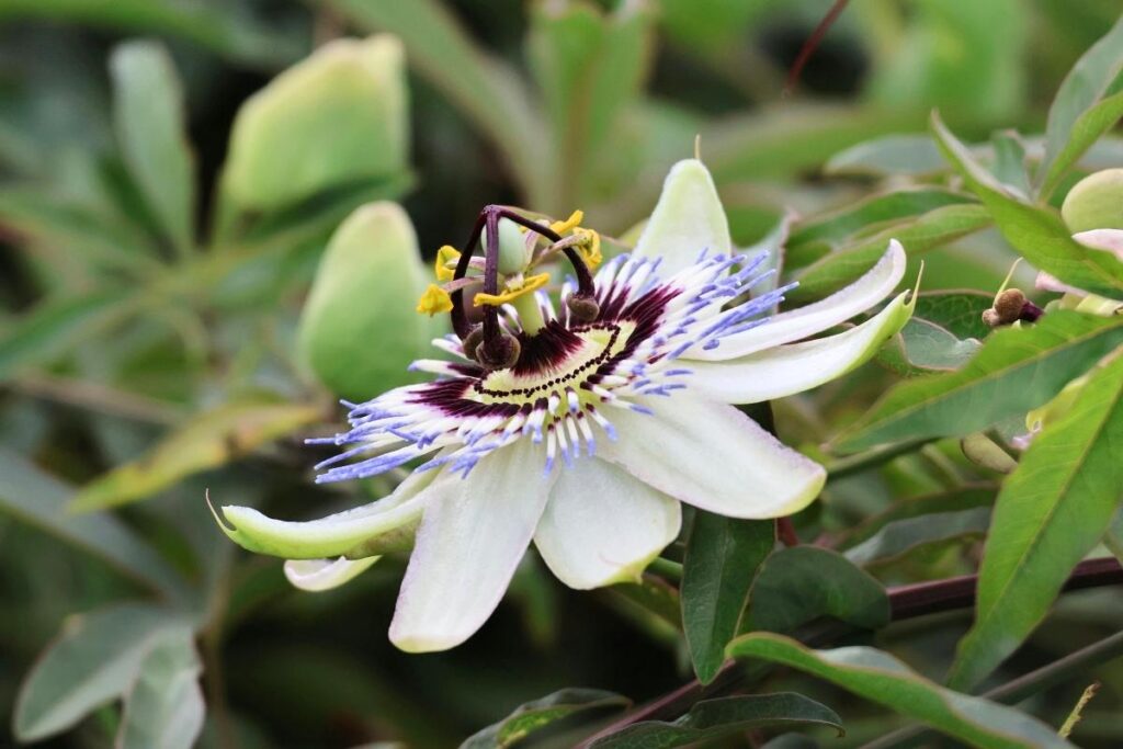 Passiflora pomaga na sen