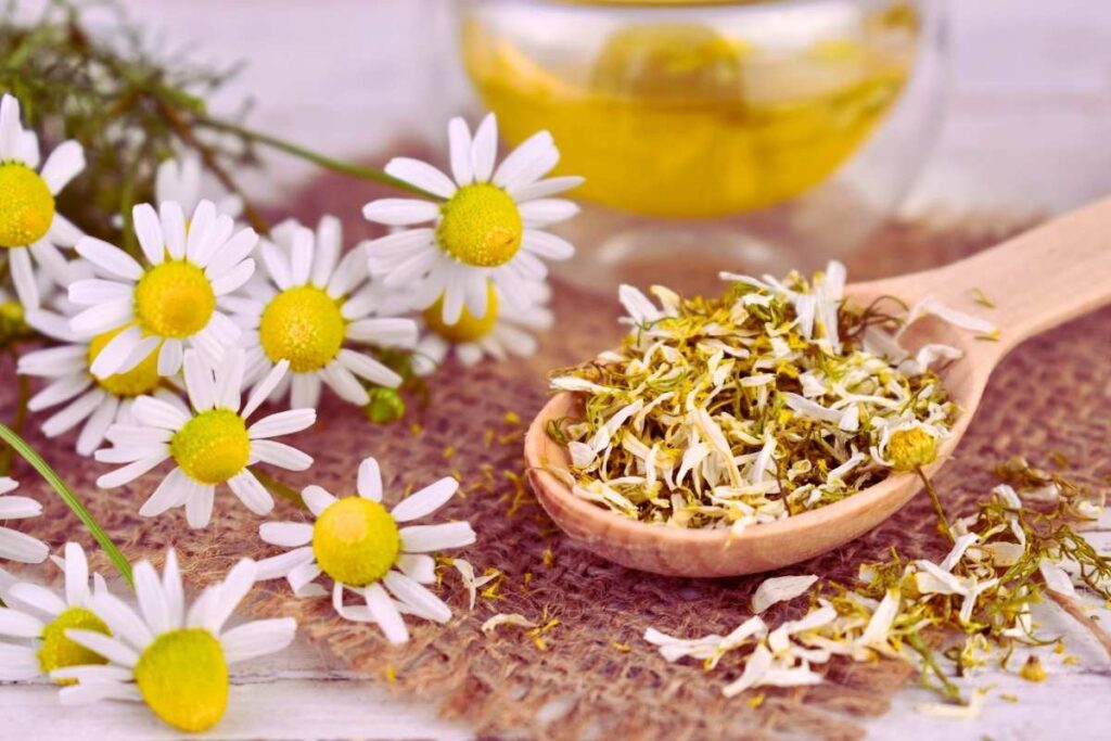 Rumianek pomaga na sen