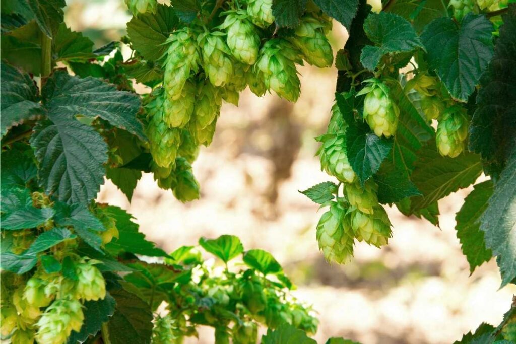 Ekstrakt z szyszek chmielu ułatwia zasypianie