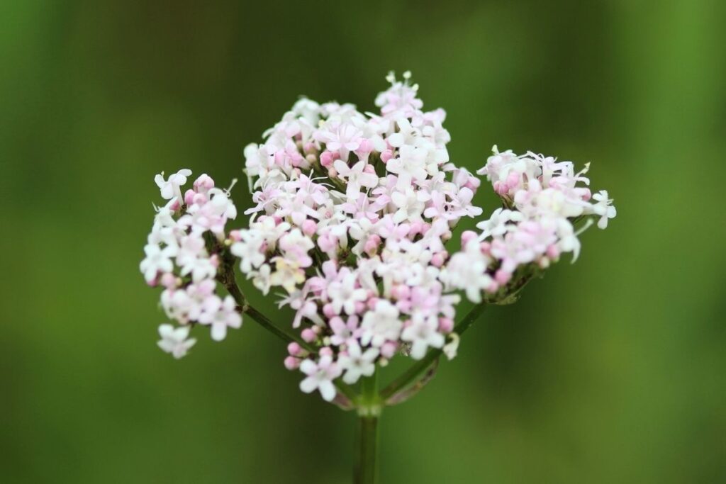 Waleriana to popularne zioło na sen
