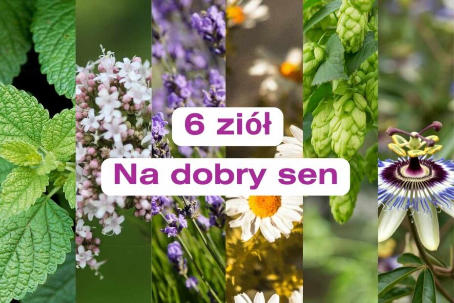 Zioła na sen: melisa, waleriana, lawenda, rumianek, szyszki chmielu, passiflora