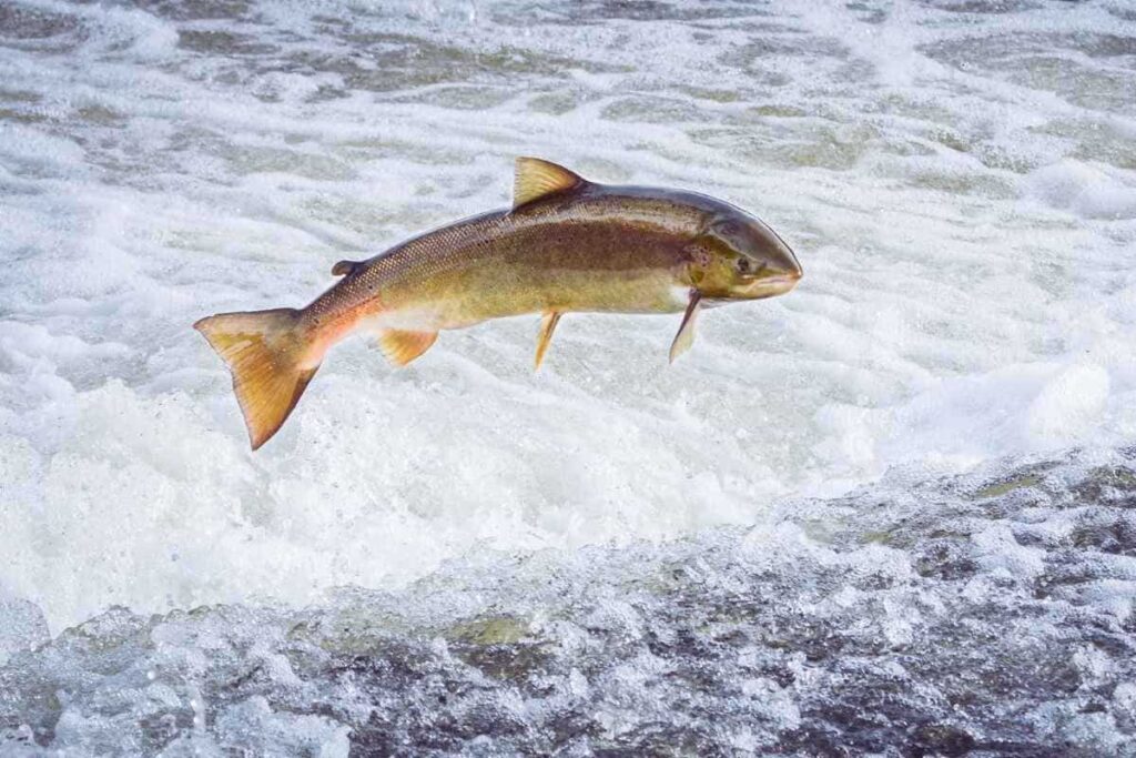 Łosoś źródło kolagenu rybiego do picia