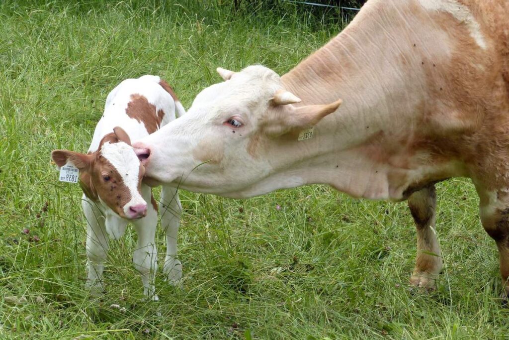Colostrum bovinum jest najpopularniejsze w suplementach diety