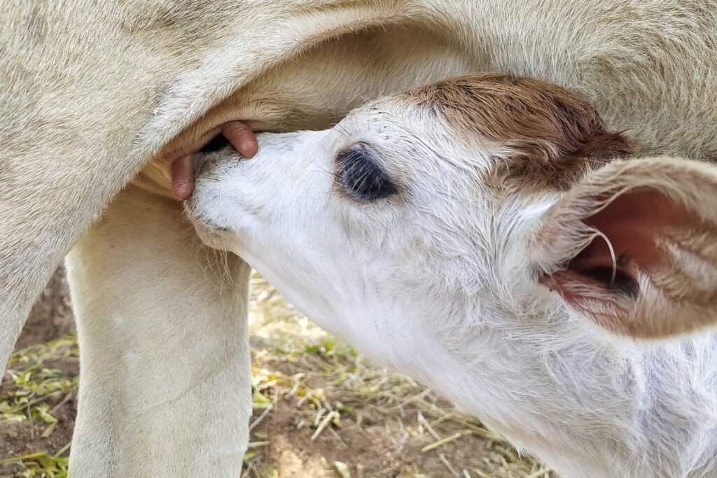 Cielak pije colostrum po narodzinach