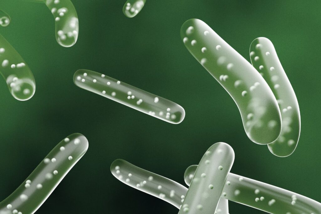 Wizualizacja probiotyków w świetle jelita