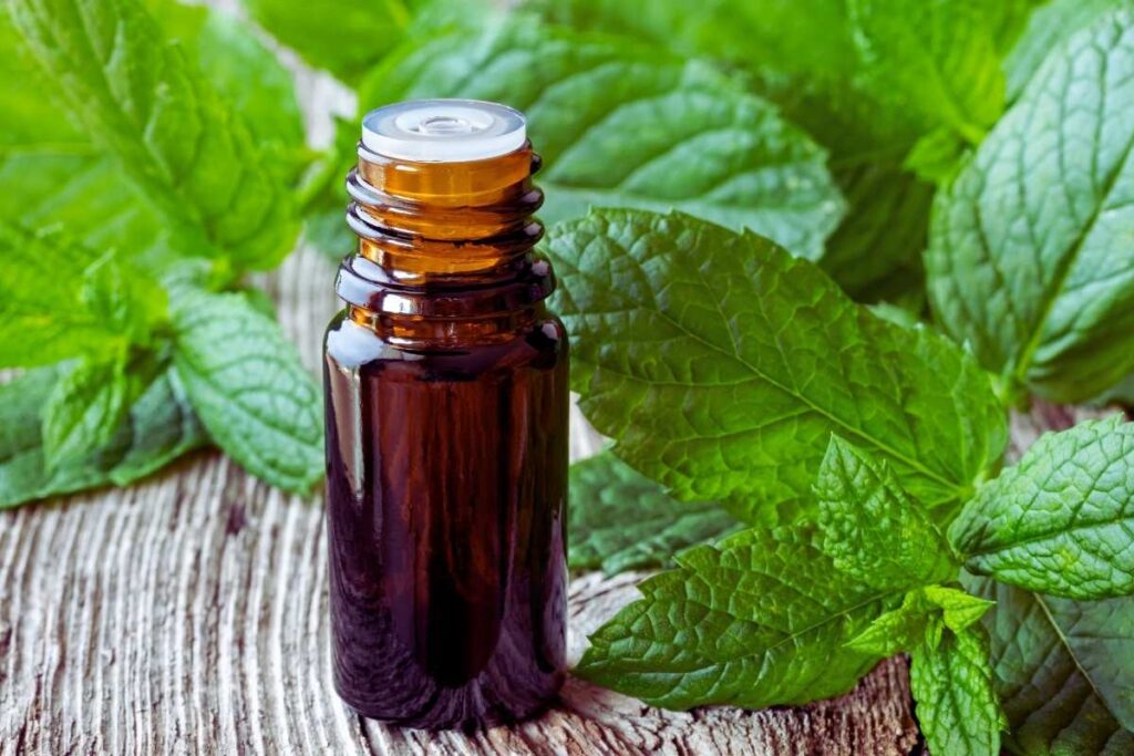 Olejek z mięty pieprzowej może pomagać łagodzić objawy zespołu jelita drażliwego