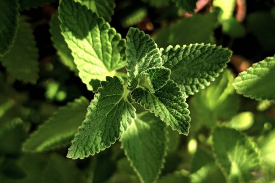 Świeża mięta pieprzowa rośnie w ogrodzie