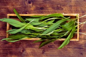 Świeże liście czosnku niedźwiedziego