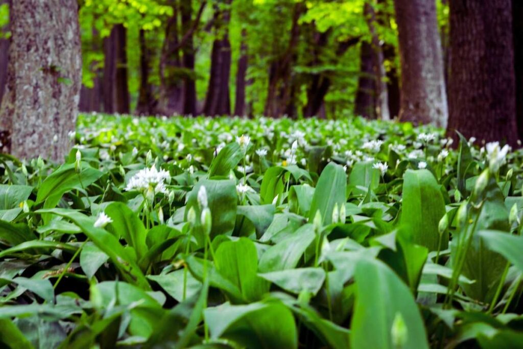 Czosnek niedźwiedzi rośnie w lesie