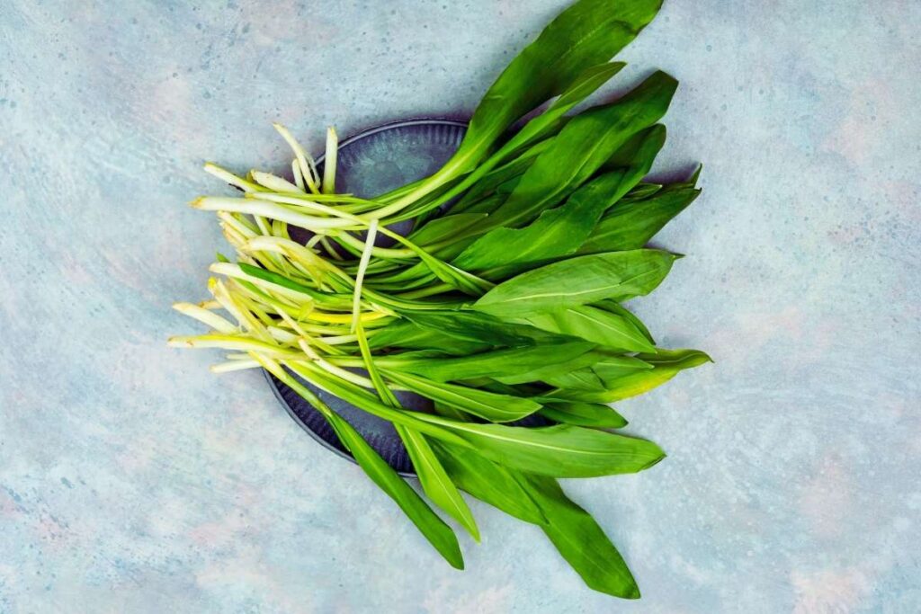 Czosnek niedźwiedzi z domowej uprawy