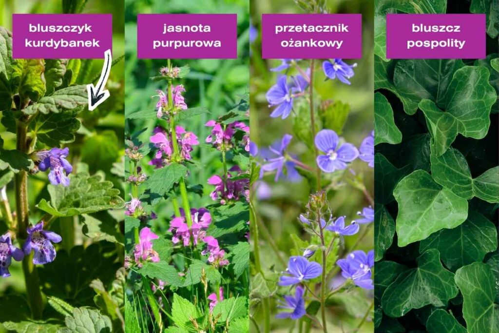 Kolaż zdjęć odróżnia bluszczyk kurdybanek od jasnoty purpurowej, przetacznika ożankowego i bluszczu pospolitego