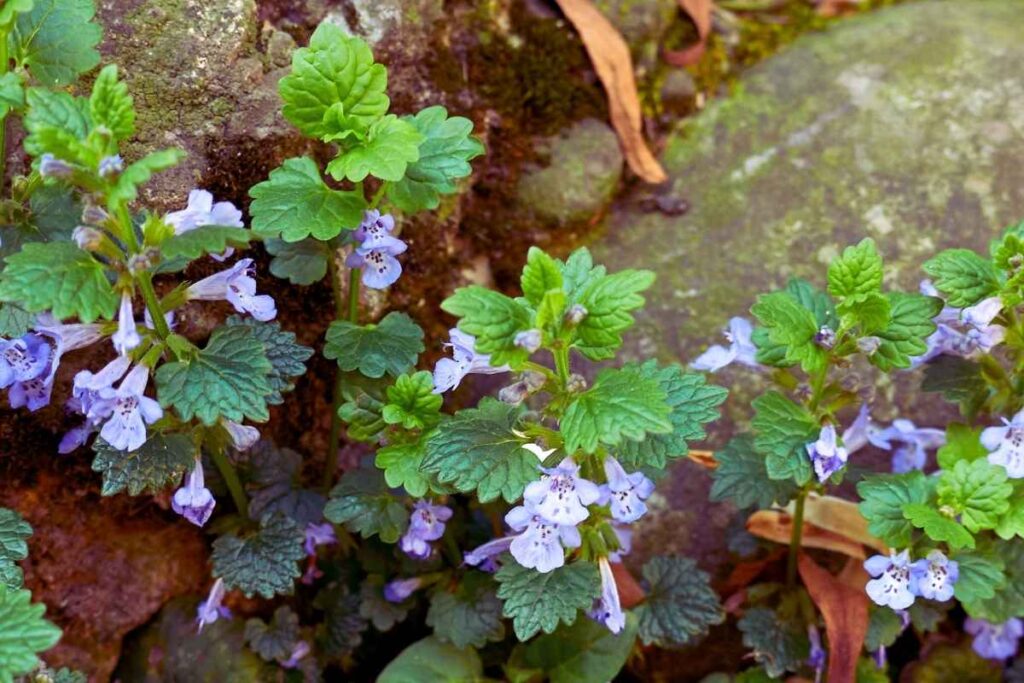 Zdjęcie przedstawia kwitnący bluszczyk kurdybanek