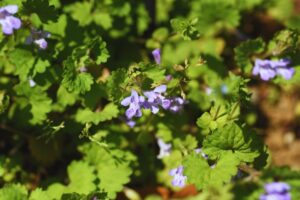 Zdjęcie przedstawia kwitnący bluszczyk kurdybanek