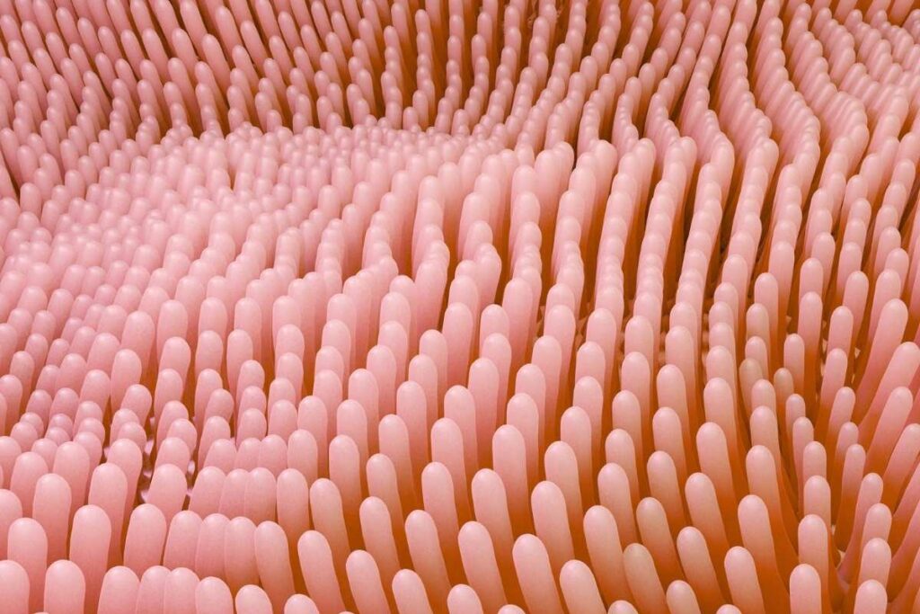 Wizualizacja kosmków jelitowych