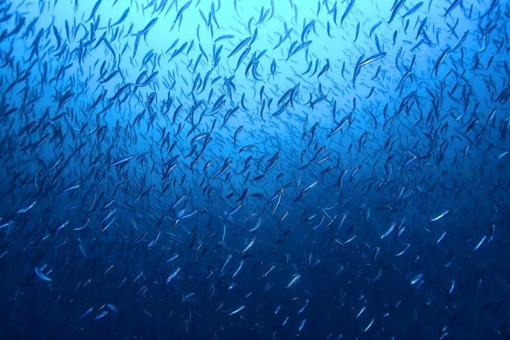 Zdjęcie przedstawia ławicę ryb w morskiej toni